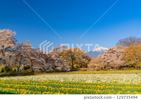 【山梨縣】實相寺的櫻花與白雪皚皚的海駒山 【山梨縣】實相寺的櫻花與白雪皚皚的海駒山 129735494