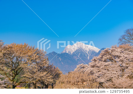 [Yamanashi Prefecture] Cherry blossoms at Jisso-ji Temple and snow-capped Mount Kaikoma 129735495