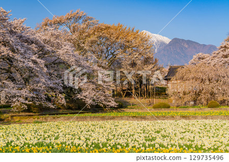 [Yamanashi Prefecture] Cherry blossoms at Jisso-ji Temple and snow-capped Mount Kaikoma 129735496