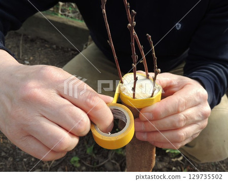 male hands gluing tree branches to a young trunk, grafting plants in the garden using tape, joining a plant shoot to a tree trunk on a fresh cut using yellow adhesive tape male hands gluing tree branches to a young trunk, grafting plants in the garden using tape, joining a plant shoot to a tree trunk on a fresh cut using yellow adhesive tape 129735502