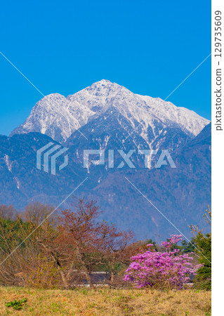 [Yamanashi Prefecture] Cherry blossoms in the Jindai area and snow-capped Mount Kaikoma 129735609