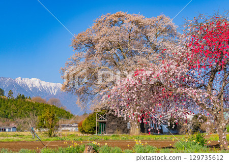 [Yamanashi Prefecture] Cherry blossoms in the Jindai area and snow-capped Mount Kaikoma 129735612