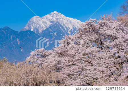 【山梨縣】神代地區的櫻花與白雪皚皚的凱科瑪山 129735614