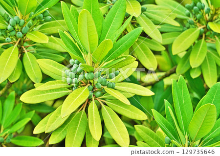 Light blue berry of the Japanese yew tree (summer, August) Light blue berry of the Japanese yew tree (summer, August) 129735646