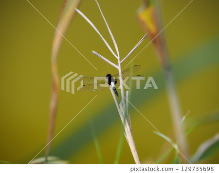 空腳蜻蜓 129735698