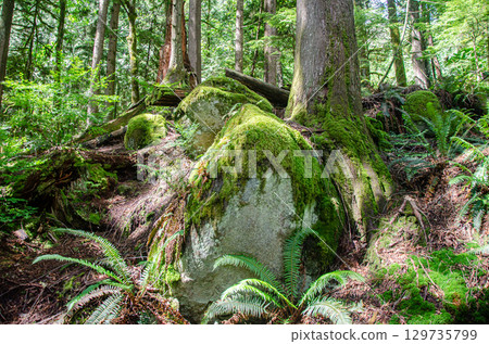 Inside a dense pine tree forest with streams, large moss covered pine trees, and bio diversity Inside a dense pine tree forest with streams, large moss covered pine trees, and bio diversity 129735799
