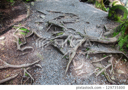 Surface roots of a large old tree in a dense forest Surface roots of a large old tree in a dense forest 129735800