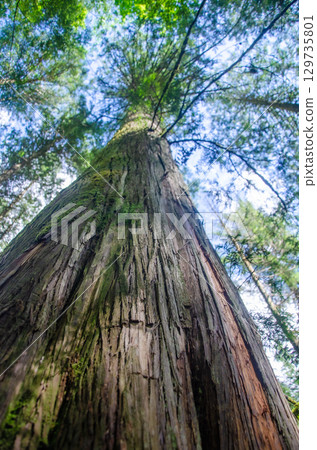 Vertical view of a large old pine tree with moss covered branches in a dense forest 129735801