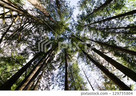 Vertical view of large old pine trees canopy in a dense evergreen forest Vertical view of large old pine trees canopy in a dense evergreen forest 129735804