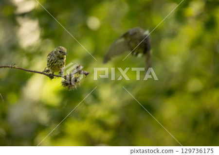 Close up of Eurasian siskin (Spinus spinus) on a flower Close up of Eurasian siskin (Spinus spinus) on a flower 129736175