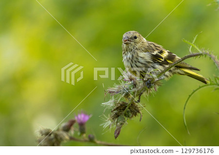 Close up of Eurasian siskin (Spinus spinus) on a flower Close up of Eurasian siskin (Spinus spinus) on a flower 129736176