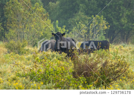 A herd of Black Angus cows in a pasture A herd of Black Angus cows in a pasture 129736178