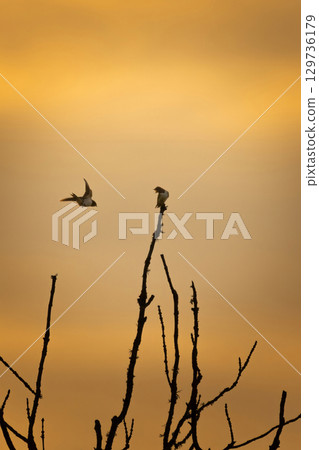Two village swallows Hirundo rustica on a dry tree branch Two village swallows Hirundo rustica on a dry tree branch 129736179