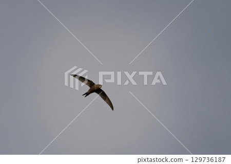 Common swift, Apus apus. Common swift, Apus apus. 129736187