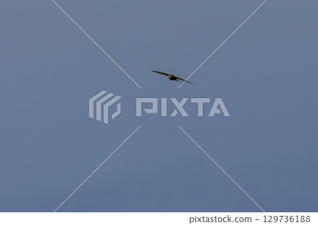 Common swift, Apus apus. Common swift, Apus apus. 129736188