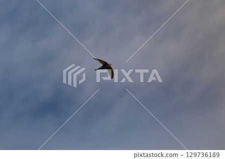 Common swift, Apus apus. 129736189