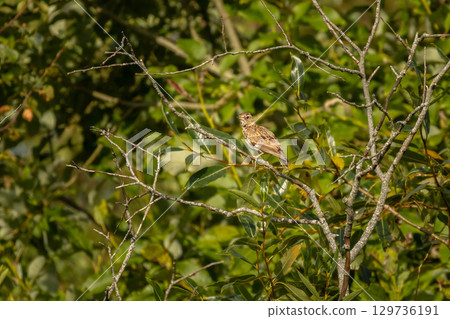 Woodlark, Lullula arborea. A bird sitting on a branch Woodlark, Lullula arborea. A bird sitting on a branch 129736191