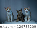 Three playful cats are posing together in a delightful setting, looking charming 129736209