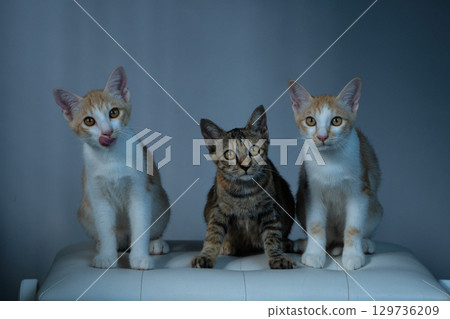 Three playful cats are posing together in a delightful setting, looking charming 129736209