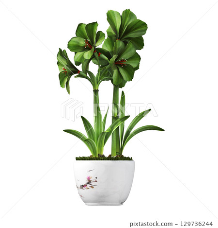 decorative flower in a pot isolate on a transparent background, 3D illustration, cg render 129736244