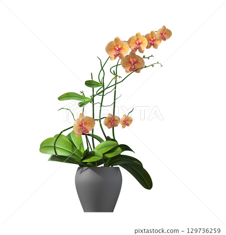 decorative flower in a pot isolate on a transparent background, 3D illustration, cg render 129736259