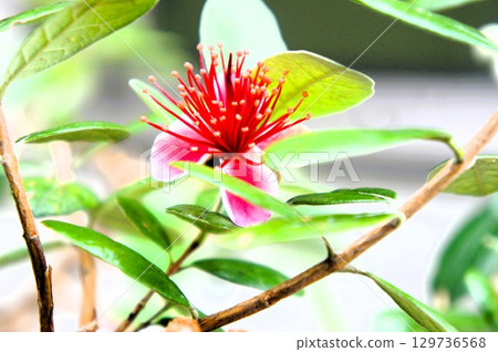 The cute red feijoa The cute red feijoa 129736568
