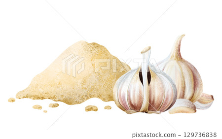 Garlic with cloves and ground powder watercolor illustration. Pile of dry spice for cooking and traditional medicine recipes. Minced seasoning for culinary designs. Healthy food hand drawn clip art Garlic with cloves and ground powder watercolor illustration. Pile of dry spice for cooking and traditional medicine recipes. Minced seasoning for culinary designs. Healthy food hand drawn clip art 129736838