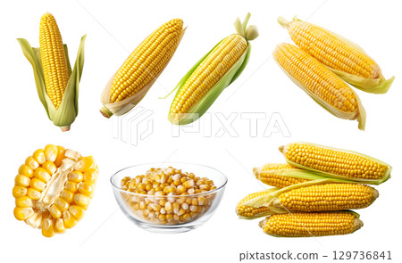 Corn vegetable fruit, many angles and view side top front cluster stalk group cut isolated on transparent background cutout, PNG file. Mockup template for artwork graphic design Corn vegetable fruit, many angles and view side top front cluster stalk group cut isolated on transparent background cutout, PNG file. Mockup template for artwork graphic design 129736841