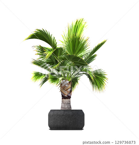 decorative flower in a pot isolate on a transparent background, 3D illustration, cg render decorative flower in a pot isolate on a transparent background, 3D illustration, cg render 129736873