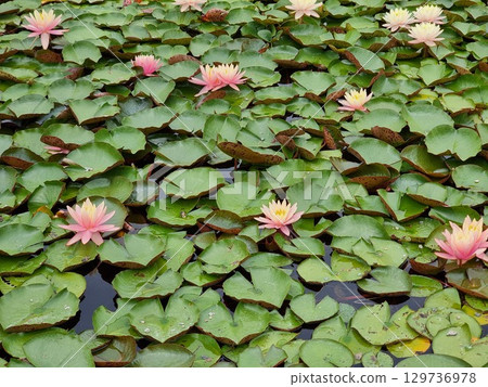 Wonderful Waterlily Flowers In The Pond 129736978