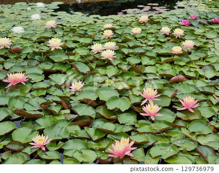 Beautiful Waterlily Flowers In The Pond Beautiful Waterlily Flowers In The Pond 129736979
