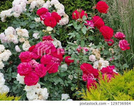 Red And White Roses In The Garden 129736984