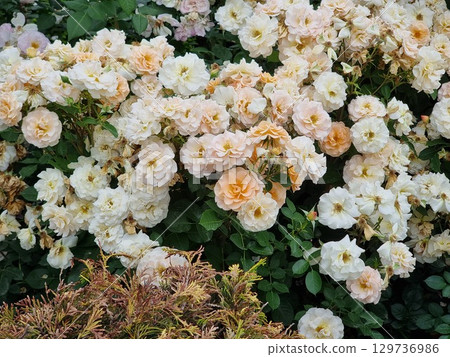 Beautiful botanical shot, natural wallpaper. Wonderful roses. Beautiful botanical shot, natural wallpaper. Wonderful roses. 129736986