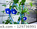 Morning glory during summer vacation Morning glory during summer vacation 129736991