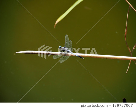 Shiokaratombo (salted dragonfly) Shiokaratombo (salted dragonfly) 129737007