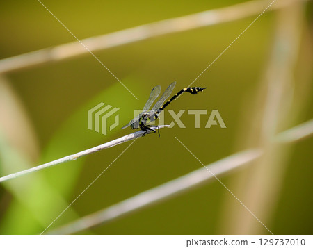 Taiwan fan-tailed dragonfly Taiwan fan-tailed dragonfly 129737010