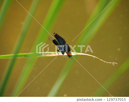 butterfly dragonfly butterfly dragonfly 129737015
