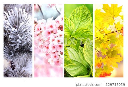 Set of nature banners depicting natural world. Four season of year. Each one features scene of nature, from snow of winter to vibrant leaves of fall. Perfect  for showcasing of changing seasons 129737059