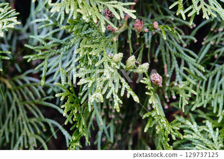 Lush green foliage with delicate pine cones displayed under natural light in a forest setting Lush green foliage with delicate pine cones displayed under natural light in a forest setting 129737125