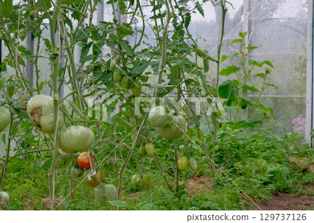 Greenhouse filled with growing tomato plants in various stages of ripening during daylight hours Greenhouse filled with growing tomato plants in various stages of ripening during daylight hours 129737126