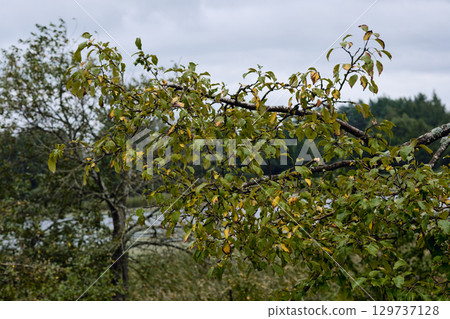 Branches of a tree with green leaves contrasting against a gray sky by a lake in the early autumn season Branches of a tree with green leaves contrasting against a gray sky by a lake in the early autumn season 129737128