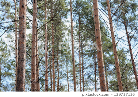 Looking up through the trunks and canopy of a dense Pine tree forest in daylight Looking up through the trunks and canopy of a dense Pine tree forest in daylight 129737136