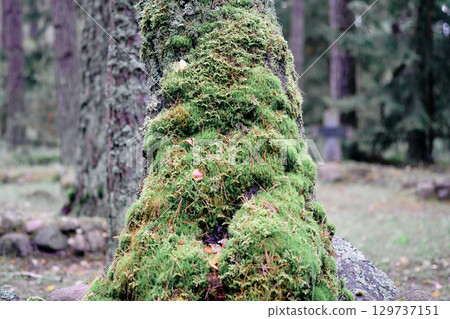 Moss-covered tree trunk in a serene forest setting during early morning light Moss-covered tree trunk in a serene forest setting during early morning light 129737151
