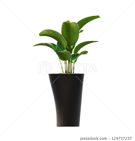 decorative flower in a pot isolate on a transparent background, 3D illustration, cg render 129737237