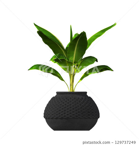 decorative flower in a pot isolate on a transparent background, 3D illustration, cg render 129737249