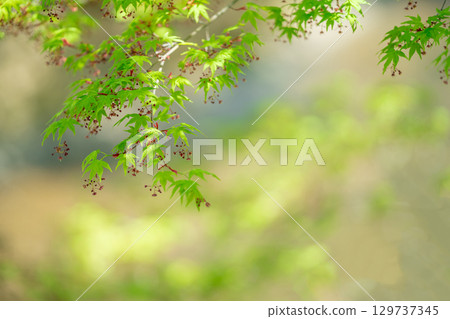 春天,日本楓樹的紅色花朵可愛地綻放 春天,日本楓樹的紅色花朵可愛地綻放 129737345
