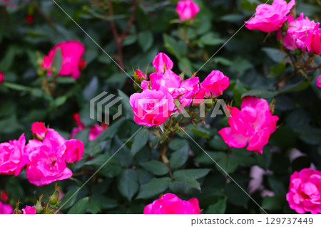 A beautiful rose bush in a public park in Japan 129737449