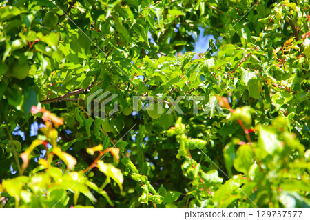 Prunus mume fruits on tree Prunus mume fruits on tree 129737577