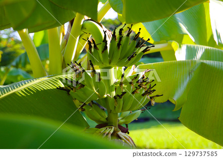 A cluster of green bananas hanging from a banana tree A cluster of green bananas hanging from a banana tree 129737585