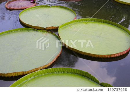 Victoria or giant waterlily is a genus of water-lilies 129737658